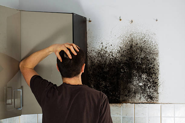 Best Black Mold Removal  in Rainbow Park, FL